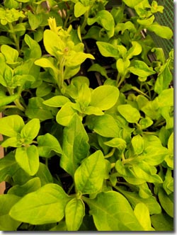 petunias incell packs