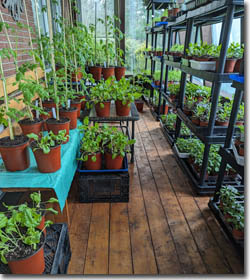 green house plants
